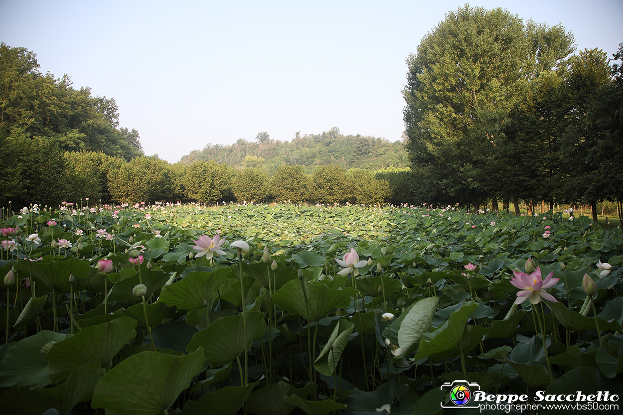 VBS_6477 - Fioritura Loto Laghetto Vezza d'Alba.jpg